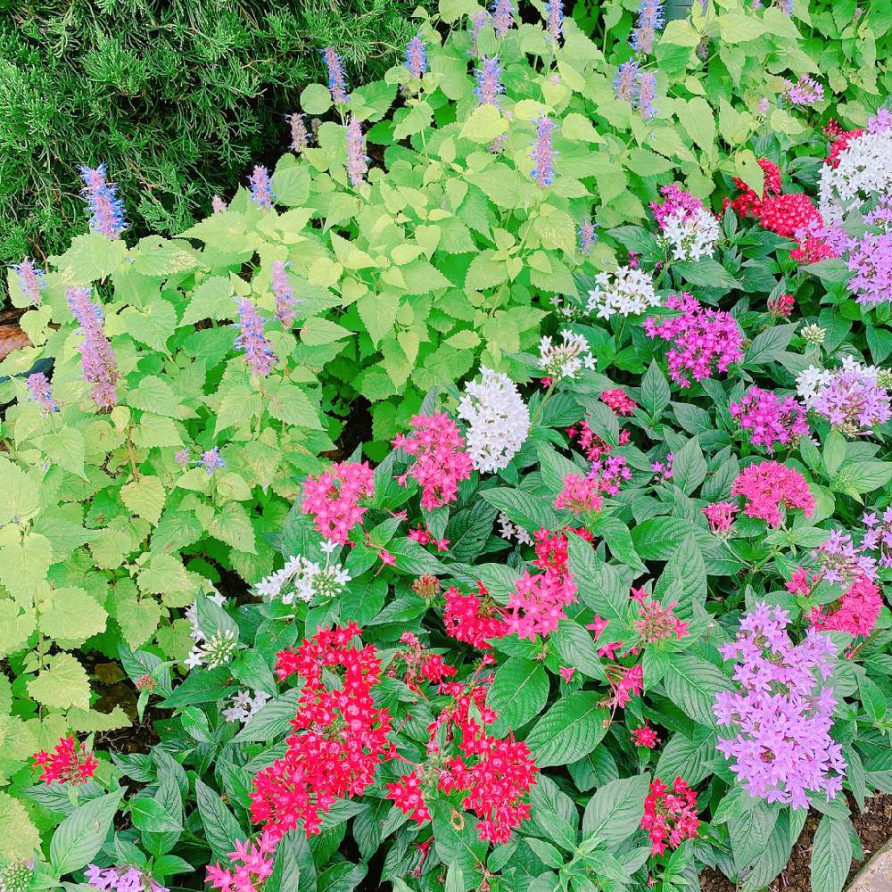 ペンタスの投稿画像 By Niki 可愛いお花屋さんが好きさん 花は癒やし 月8月1日 Greensnap グリーンスナップ