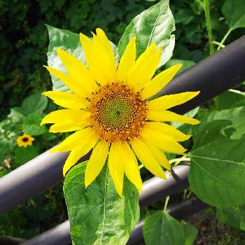 向日葵あれこれの画像 by 魔女さん | ヒマワリと黄色い花。と緑地帯の花壇。と朝の散歩にて。と向日葵あれこれ
