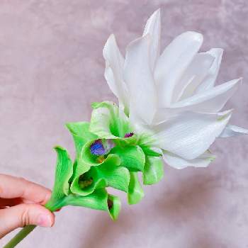サクハナプランの画像 by niki 可愛いお花屋さんが好きさん | クルクマと切り花とお花のある生活と花は癒やし♡とサクハナプラン