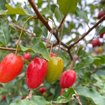 グミの木の投稿画像一覧 Greensnap グリーンスナップ