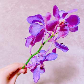 サクハナプランの画像 by niki 可愛いお花屋さんが好きさん | モカラと切り花とお花のある生活と花は癒やし♡とサクハナプラン
