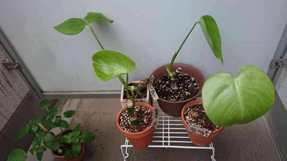 モンステラ 一鉢 先月、フラワーショップでモンステラを購入しました。一つの鉢