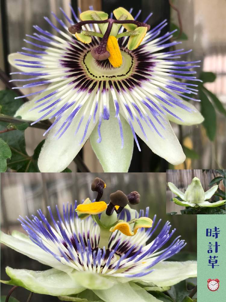 トケイソウの投稿画像 By ひめだかさん 常緑とトケイソウ科と日光好きと花期長いと耐暑性と多年草と花のある暮らしと熱帯植物と地植えと散歩中 月8月1日 Greensnap グリーンスナップ