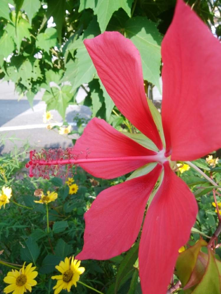 紅葉葵の投稿画像 By カコさん アオイ科と芙蓉族と宿根草 と美しいと北米原産と花のある暮らしと地植え 月8月1日 Greensnap グリーンスナップ