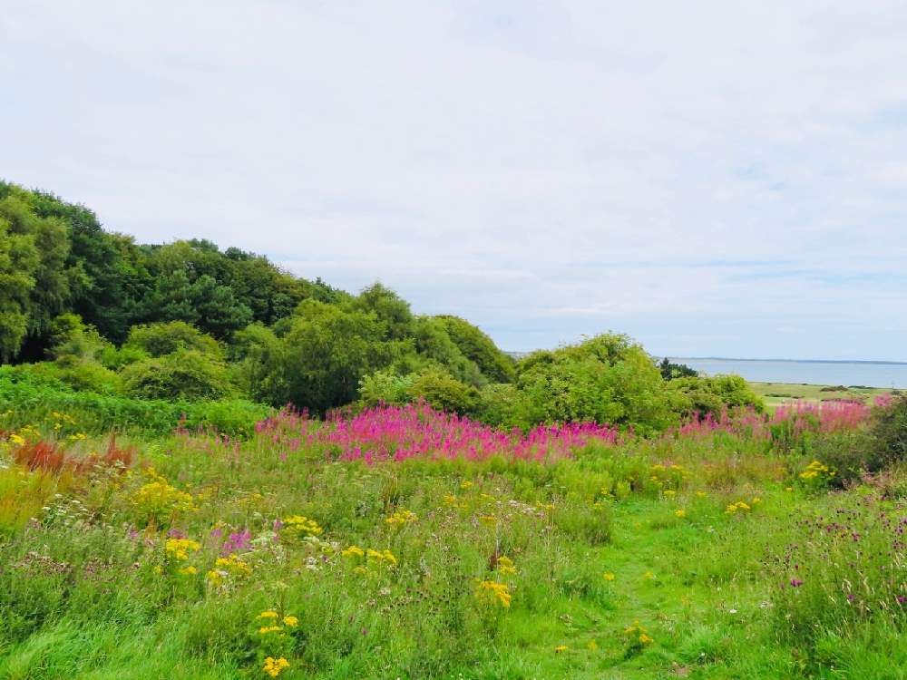 スコットランドの風景の投稿画像 By Momoscotlandさん 野山草とお散歩道とイギリスとwild Flowersとスコットランド 月8月2日 Greensnap グリーンスナップ