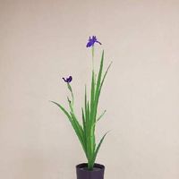 カキツバタ 燕子花 の育て方 種の植え方や植え替え時期は Greensnap グリーンスナップ カキツバタ 燕子花 の育て方 種の植え方や植え替え時期は Greensnap グリーンスナップ