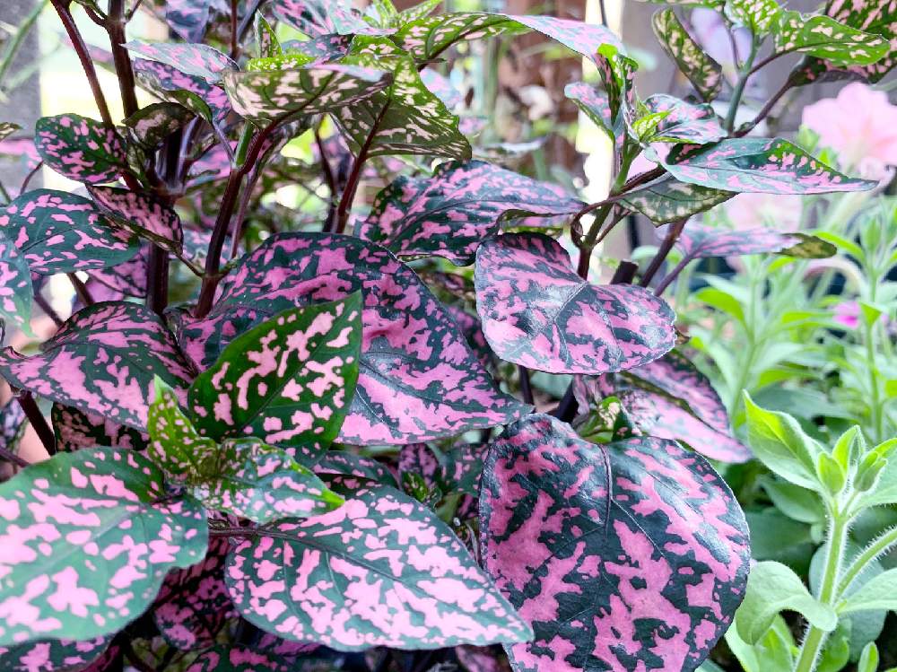 ガーデンヒポエステス ピッピの投稿画像 By 紺色の白鳥さん ヒポエステスと鉢植えと富山支部とpwとガーデリンク 月8月2日 Greensnap グリーンスナップ