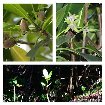 マングローブの実の投稿画像一覧 Greensnap グリーンスナップ