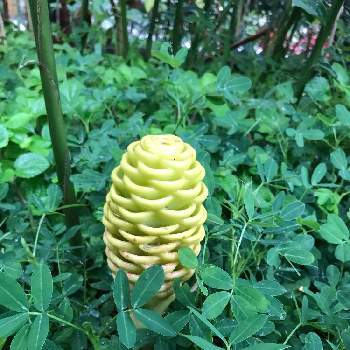 オオヤマショウガの投稿画像一覧 Greensnap グリーンスナップ