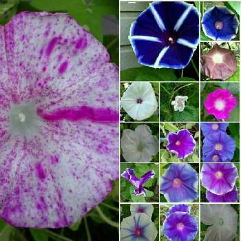 朝顔 黄斑入蝉葉紅吹掛絞丸咲大輪 吾妻絞 の投稿画像一覧 Greensnap グリーンスナップ