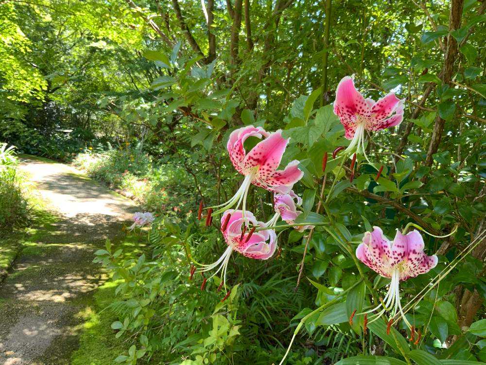 高知県北川村のモネの庭と青い水蓮 Greensnap グリーンスナップ