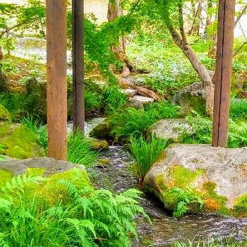 池のある風景の画像 by みいちゃんさん | お出かけ先と池のある風景と池に...と池のほとりと和風庭園と水の流れと日本庭園と和風の庭と庭園
