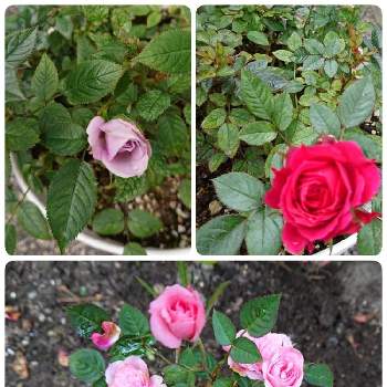 《ミニバラ》の画像 by ユキさん | 小さな庭とミニバラ 薔薇と薔薇に魅せられてと花に支えられてと愛をあなたに。。。と《ミニバラ》と変わらぬ愛と花に託してと花のある暮らし