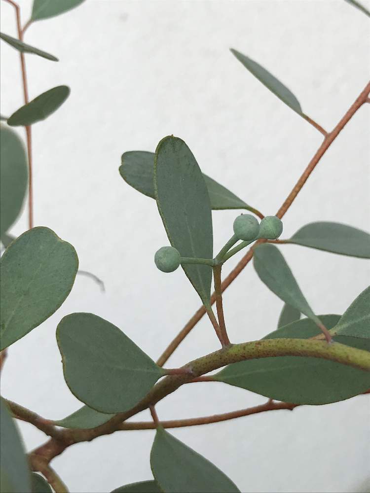 ユーカリ ウェブステリアナの投稿画像 By ことりさん ユーカリ ハートリーフとハーブとドライフラワーとハートの形 月8月2日 Greensnap グリーンスナップ