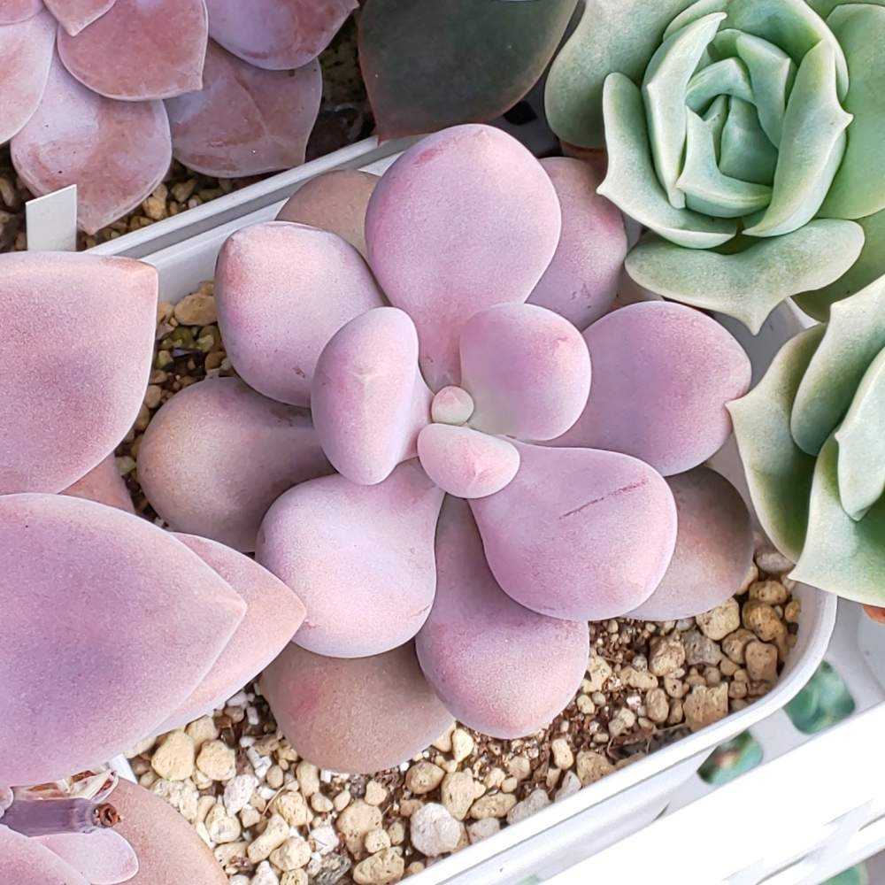 ❀303 アメジスティナム 2022.05.19更新｜🍀GreenSnap（グリーンスナップ）