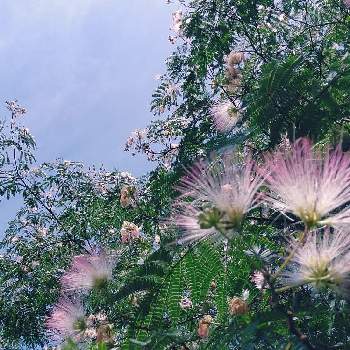 ビンクの花の画像 by まい.ねおさん | お出かけ先と散歩と発見と青空とランニングと ネムノキとビンクの花