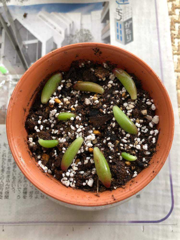 多肉植物　ホワイトワンダー ＋ 虹の玉 　 カット 葉挿し 虹の玉チャレンジの続きとカット、挿木、葉挿しの方法 - YouTube