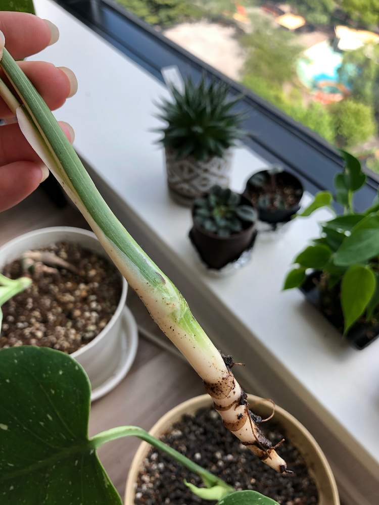 モンステラ デリシオーサの投稿画像 By Marineblueさん 斑入りモンステラと観葉植物を楽しむと育てる楽しみとhelpとno Green No Lifeと難しいと緑のある暮らしと相談とhouseplants 月8月2日 Greensnap グリーンスナップ