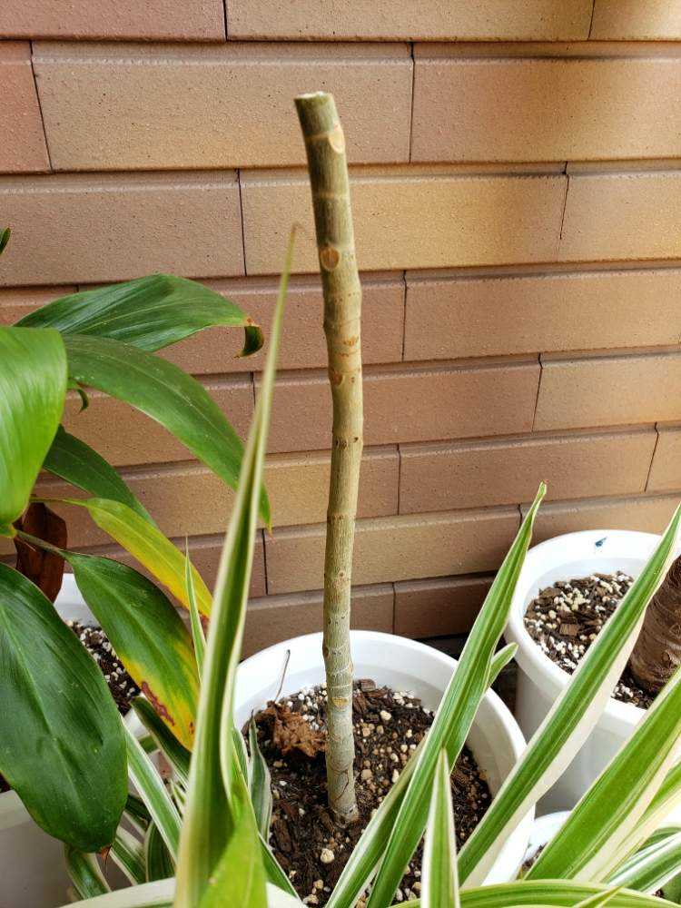 ウンベラータボリューム化計画 Greensnap グリーンスナップ