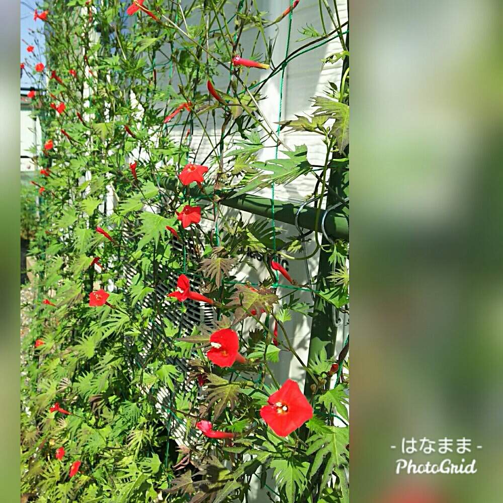 るこうあさがおの投稿画像 By はなままさん ハゴロモルコウソウ 月8月2日 Greensnap グリーンスナップ