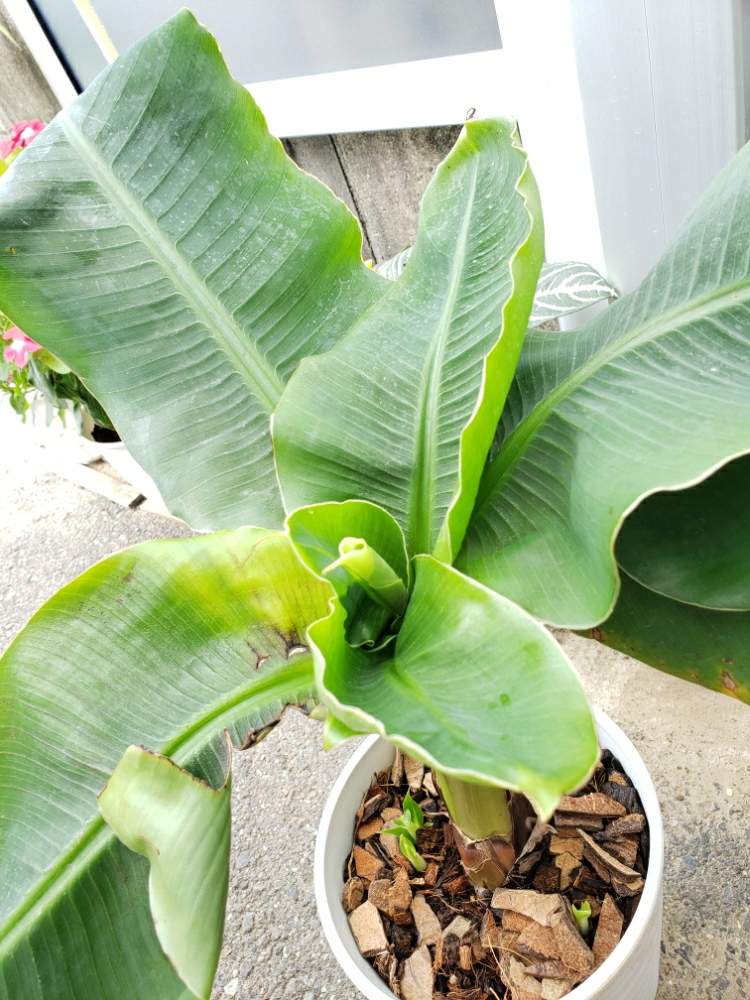 バナナの木 Greensnap グリーンスナップ