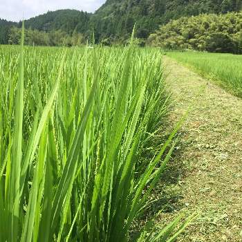 いい、景色の画像 by musubiさん | 田んぼの草刈りと人生楽しく。といい感じ♡といい、景色と我が家の田んぼとスマホで撮影とおいしくなぁれと収穫楽しみ