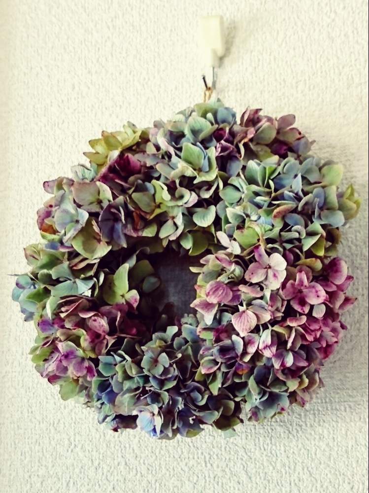 ドライフラワーの投稿画像 By アナベル さん カラフルと癒しパワーと癒しとあじさい大好きとおうち園芸と紫陽花 アジサイ あじさいとドライフラワー リースと紫陽花リースとアジサイ 紫陽花とハンドメイドと可愛いと優しい色とドライloveとpwフォトコン