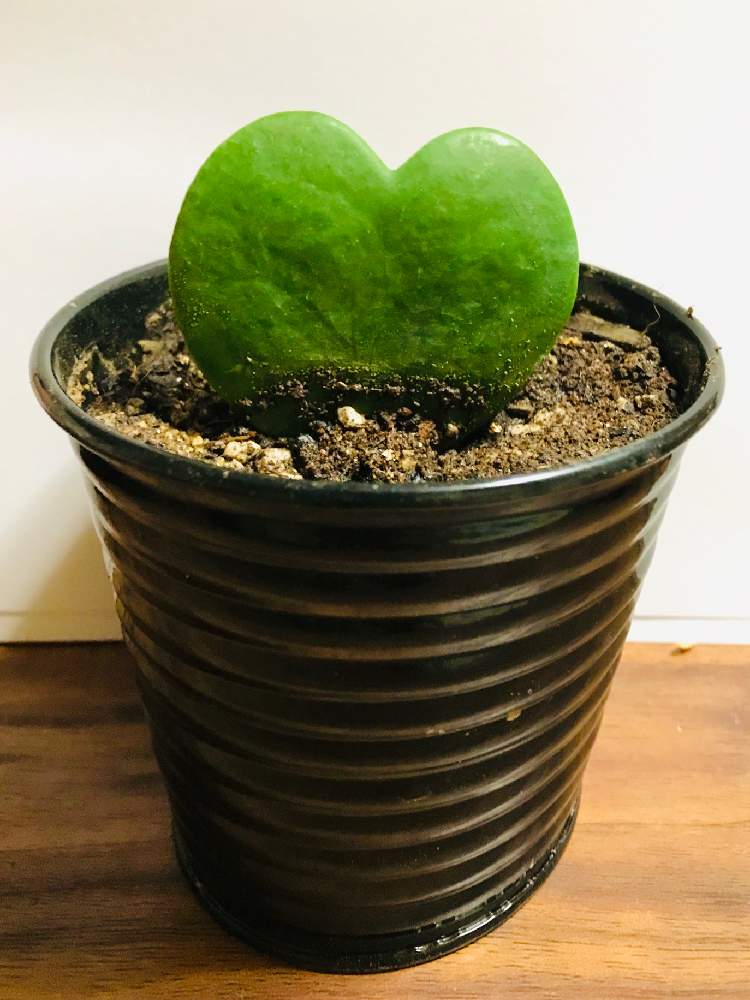 ラブハートの投稿画像 By 100kin Plantsさん ハートホヤと多肉植物と多肉植物とサボテンとハートホヤ 月8月2日 Greensnap グリーンスナップ