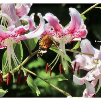 ツマグロヒョウモン♀の画像 by 花と虫と風と空とさん | ゆりとツマグロヒョウモン♀と里山大好き協会と山野草大好き協会と花と虫と