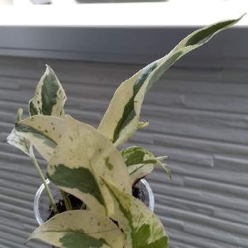 ポトス エクセレントの投稿画像一覧 Greensnap グリーンスナップ