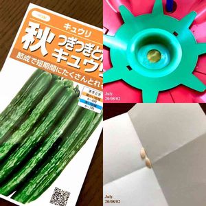 野菜 水耕栽培,家庭菜園奮闘日記,ホームハイポニカ,秋キュウリ,ホームハイポニカ  601の画像