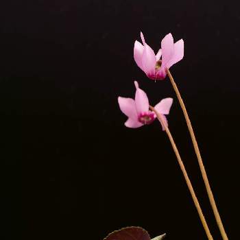 Cyclamenの画像 by タカさん | Cyclamen purpurascensとSIGMA dp3mとCyclamenと原種    シクラメンとFoveonとプルプラセンスと小さな花