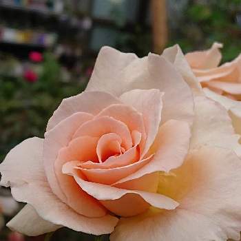 夕方のバラの画像 by 山ちゃんさん | バラとアプリコットネクターと夕方のバラと中香と花のある暮らしと我が家のバラと地植え