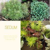 セダム,多肉植物,セダム属,放置多肉,植物のある暮らしの画像