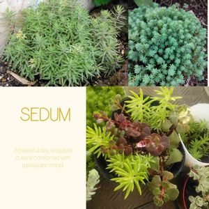 セダム,多肉植物,セダム属,放置多肉,植物のある暮らしの画像