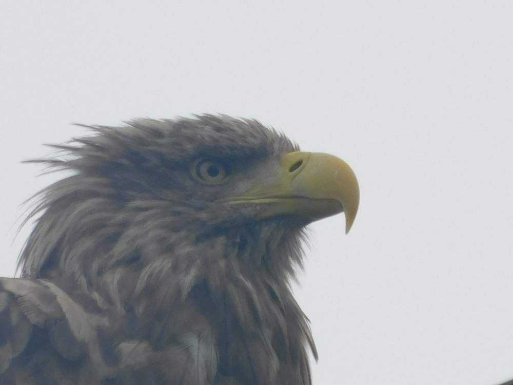 北海道大きくてかっこいい野鳥 Greensnap グリーンスナップ