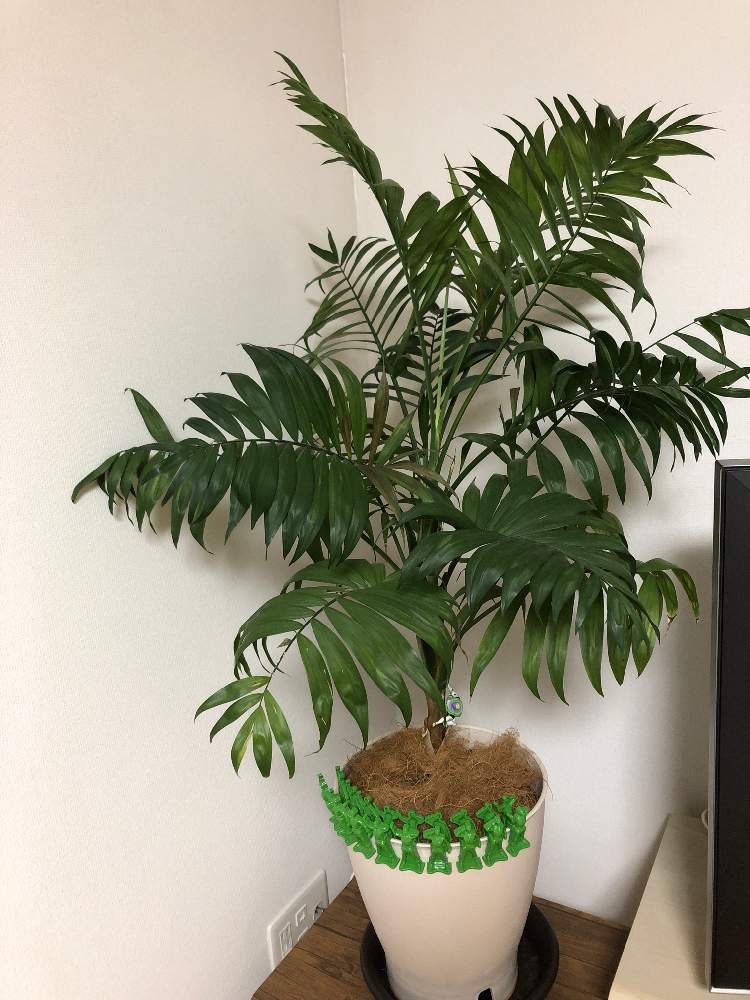 テーブルヤシの投稿画像 By トゲ男兄弟さん 月8月2日 Greensnap グリーンスナップ