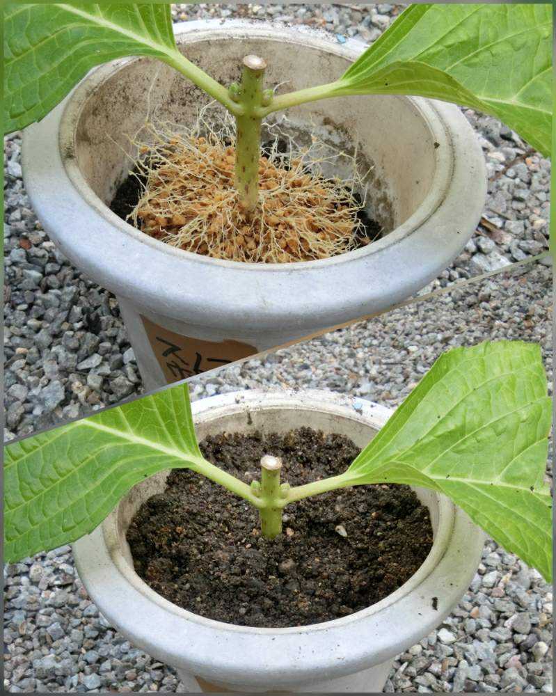 墨田の花火と コットンキャンディの挿し木 Greensnap グリーンスナップ