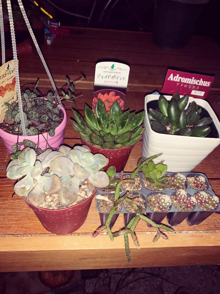 ジェイドポイントの投稿画像 By ひなこひなたさん グラプトペタルム だるま秋麗とハートカヅラ セロペギア属 とアドロミクス 亀の卵と亀の卵と多肉植物と梅雨明け楽しみとおうち園芸と サボテンと多肉女子とコメリと多肉花壇とおうちで過ごそうと多肉初心者とかつらぎ