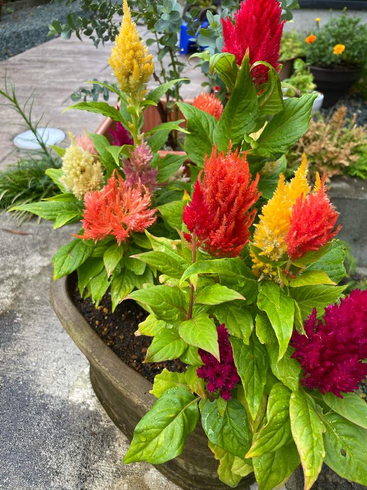 ケイトウの投稿画像 By Coppeさん 鉢植えと咲いた とかわいいな と長く楽しみたい 月8月2日 Greensnap グリーンスナップ