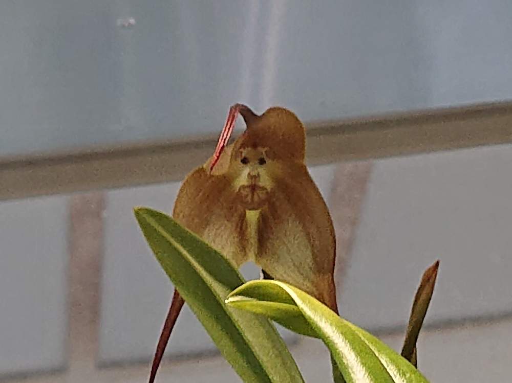 ドラクラ ギガスの投稿画像 By Botanicallifeさん 植物園巡りと植物園巡り Botanicallifeと珍奇植物と洋らんと京都府立植物園とお出かけ先と植物園巡りと植物園巡り Botanicallifeと珍奇植物と洋らんと京都府立植物園 月8月2日 Greensnap グリーンスナップ