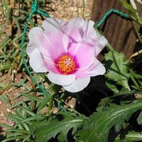 マツバボタンの画像