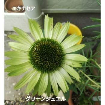エキナセア ・グリーンジュエルの画像 by メリーさん | 小さな庭と鉢植えと花のある暮らしとエキナセア ・グリーンジュエルとおうち園芸