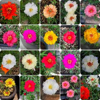 マツバボタンHの画像 by 鉢花Ｇさん | マイホームとマイガーデンとおうち園芸と鉢植えとスマホ 撮影と花のある暮らしとまつばぎとマツバボタンH