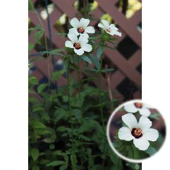 ハイビスカス・シンプリーラブの画像 by 我楽多さん | 小さな庭とハイビスカス・シンプリーラブと８月の花とOM-D E-M1ⅡとOLY 17mm F1.2