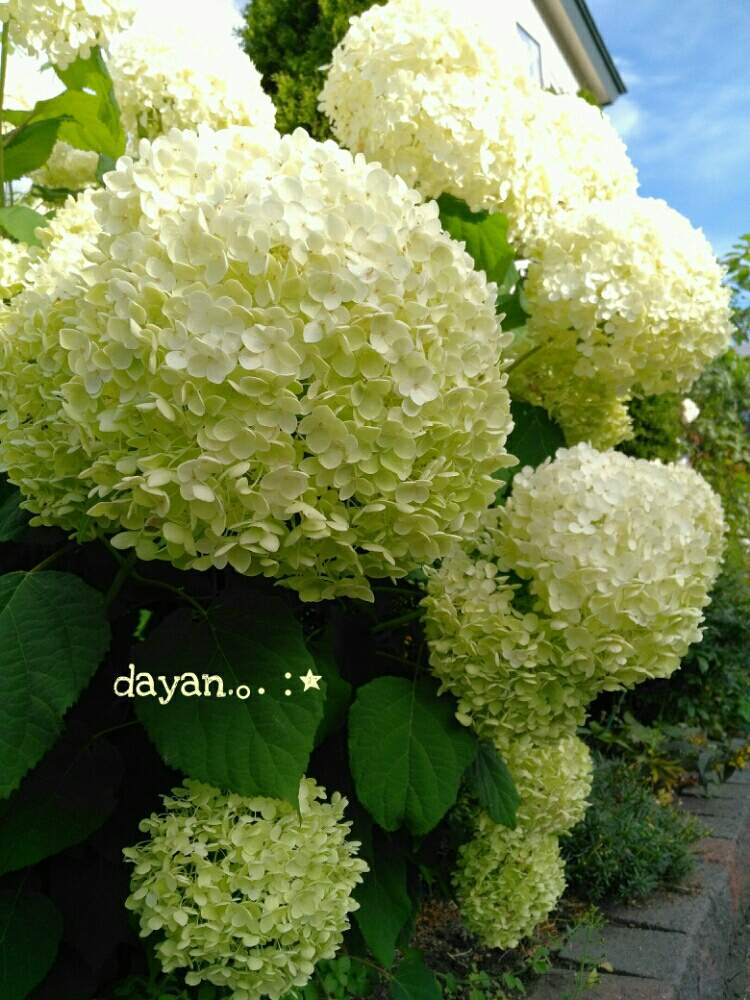 アナベルの投稿画像 By Dayanさん 地植えと北海道とナチュラルスタイルとpwフォトコン 月8月2日 Greensnap グリーンスナップ