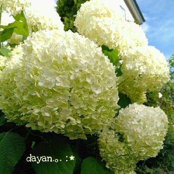 PWフォトコン2020の画像 by dayanさん | 小さな庭とアナベルと地植えと北海道とナチュラルスタイルとPWフォトコン2020とおうちを彩る花