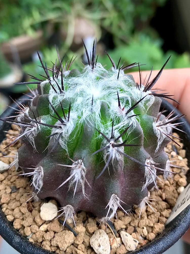 Neoporteria Floccosaの投稿画像 By くまさん トゲトゲとバルコニストとネオポルテリア属とおうち園芸 月8月2日 Greensnap グリーンスナップ