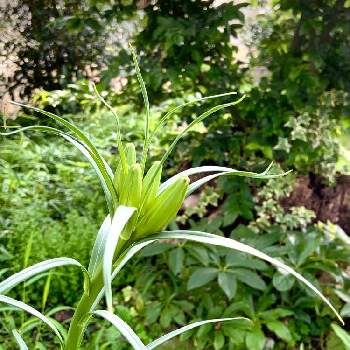 タカサゴ百合の画像 by ハルさん | 広い庭とタカサゴ百合