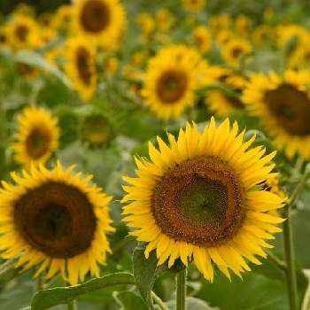 ひまわり♪の画像 by aji810061さん | ひまわり♪と黄色い花と向日葵　ひまわり　ヒマワリとヒマワリ畑とハイブリッドサンフラワー♪